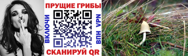 Галлюциногенные грибы MAGIC MUSHROOMS Нерехта